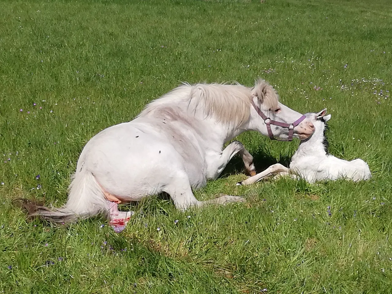 Billede 11 - Knabstrupperpony til ridning eller avl