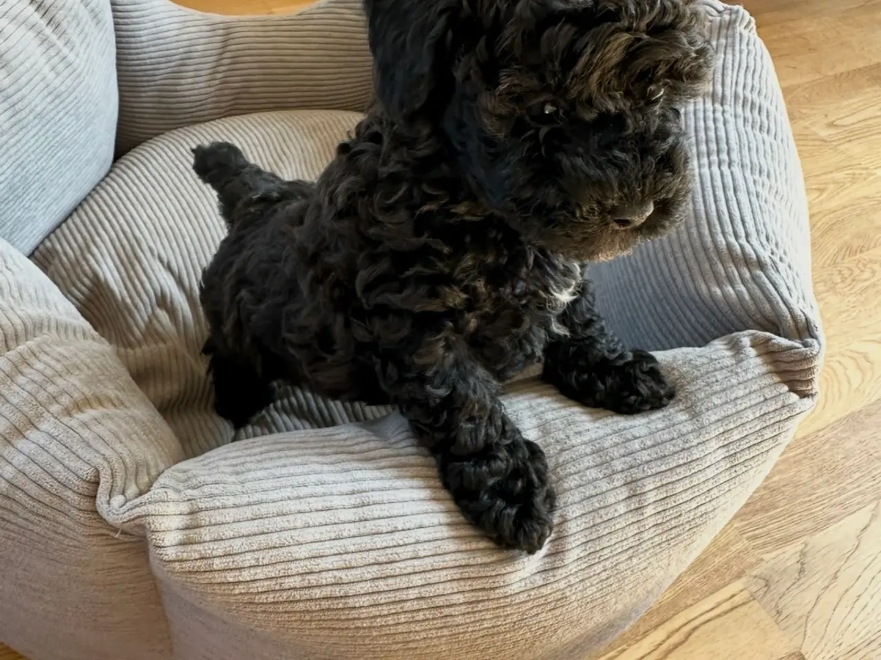 Billede 1 - Maltipoo F1 