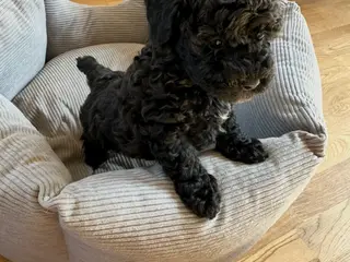 Maltipoo F1 