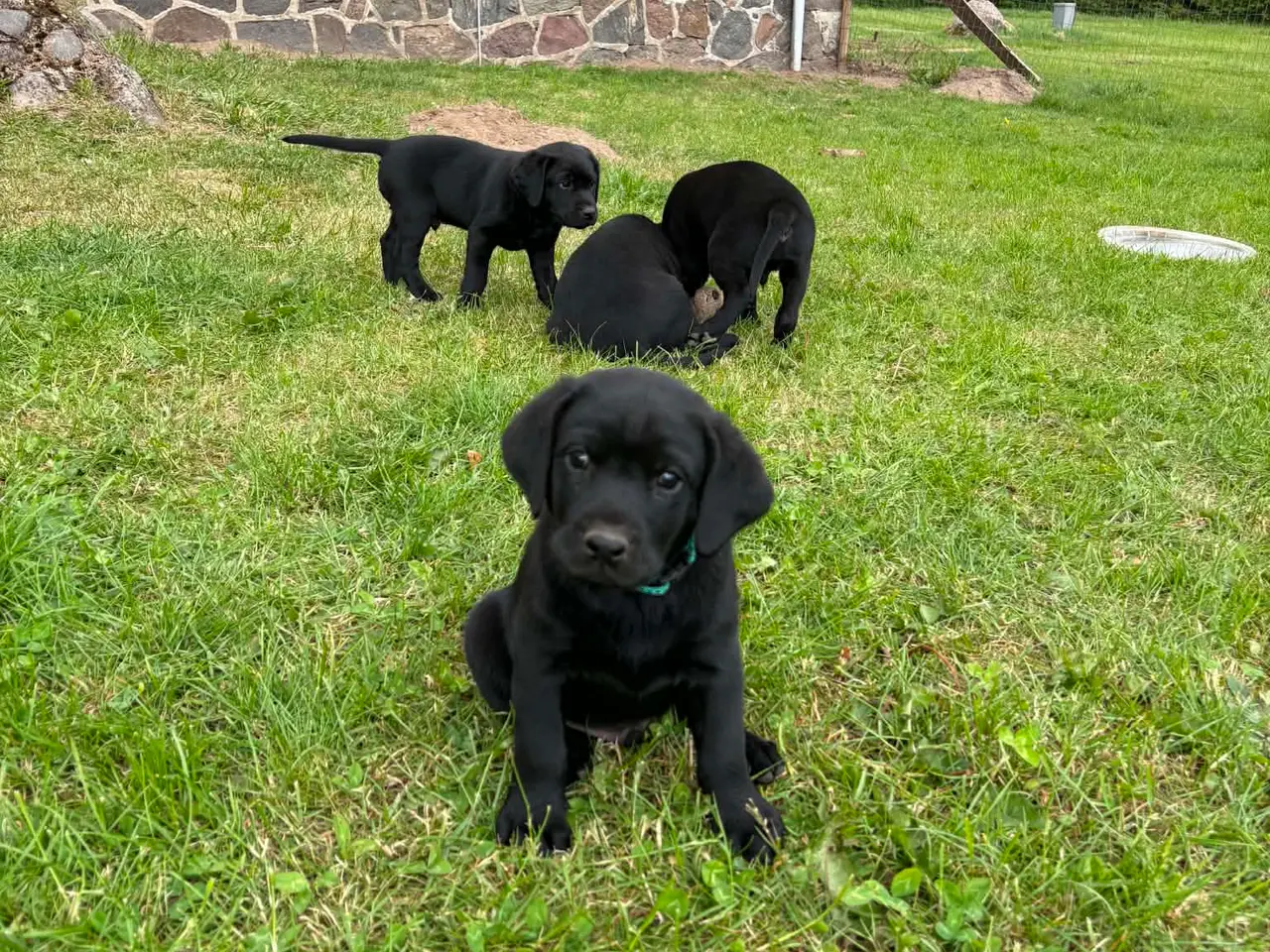 Billede 6 - Særlig Labrador Formel 1-hvalp søger et hjem