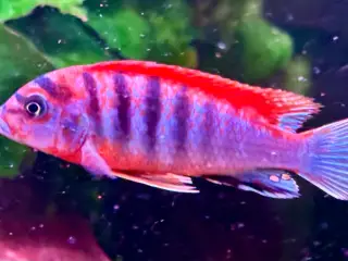 F1 Labidochromis sp. Red top hongi malawi cichlide