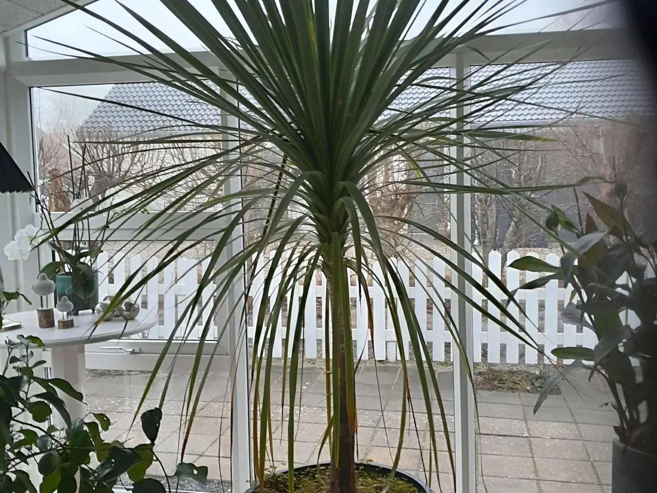 Billede 1 - Dracaena Indivisa palme