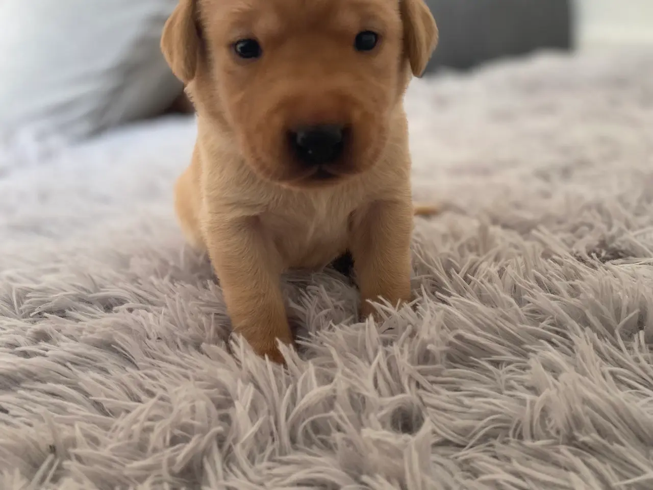 Billede 3 - Labrador hvalpe 