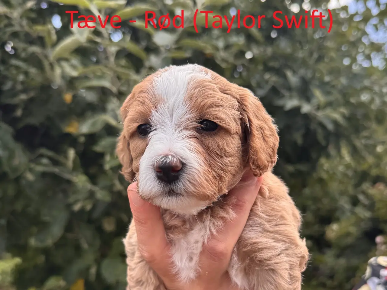 Billede 8 - Maltipoo-hvalpe søger deres familier