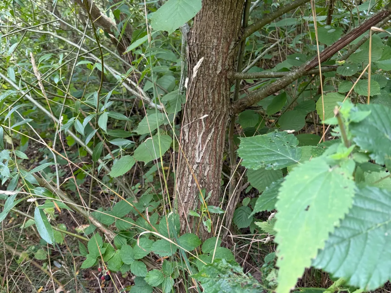 Billede 2 - Piletræer