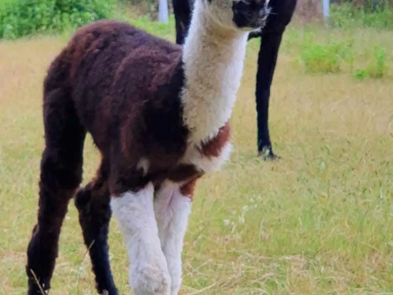 Billede 9 - Alpaca, 2 stk. 4.000 - 6.000