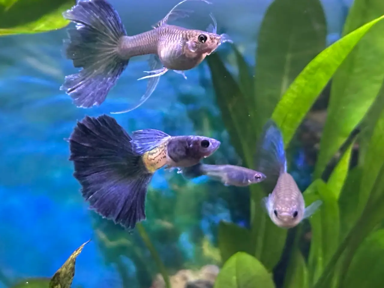 Billede 1 - Renstammede guppyer mange forskellige stammer