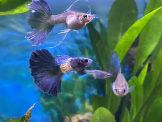 Renstammede guppyer mange forskellige stammer