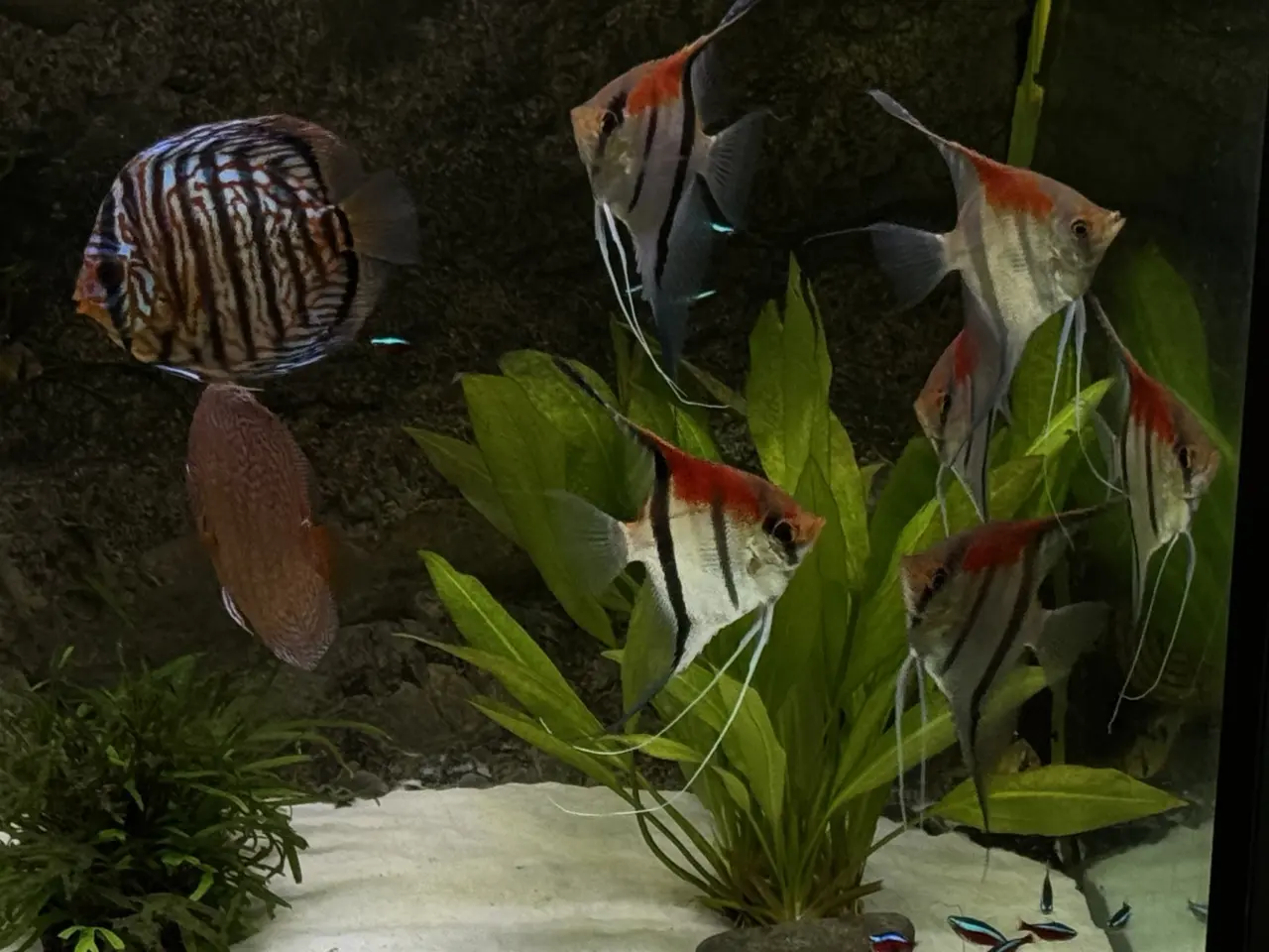 Billede 1 - Discus