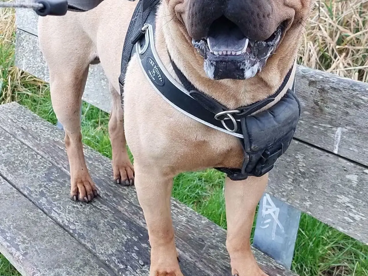Billede 11 - Shar pei hvalp