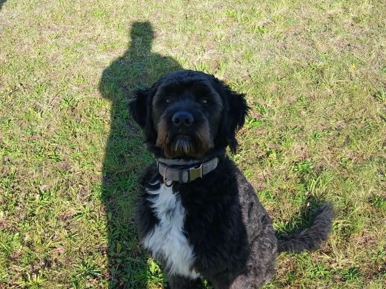 Billede 10 - Golden Doodle