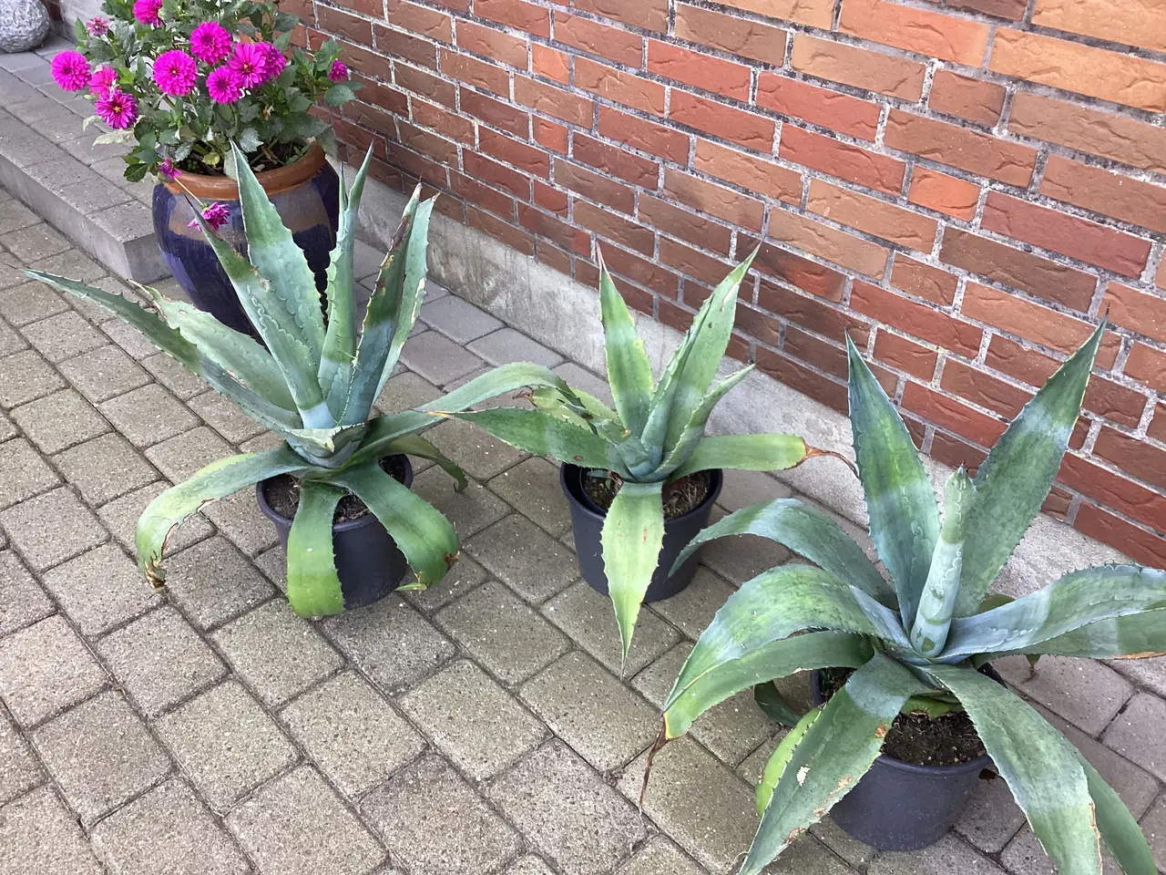 Billede 6 - Store flotte Agaver størrelse fra 30 til 90 cm.
