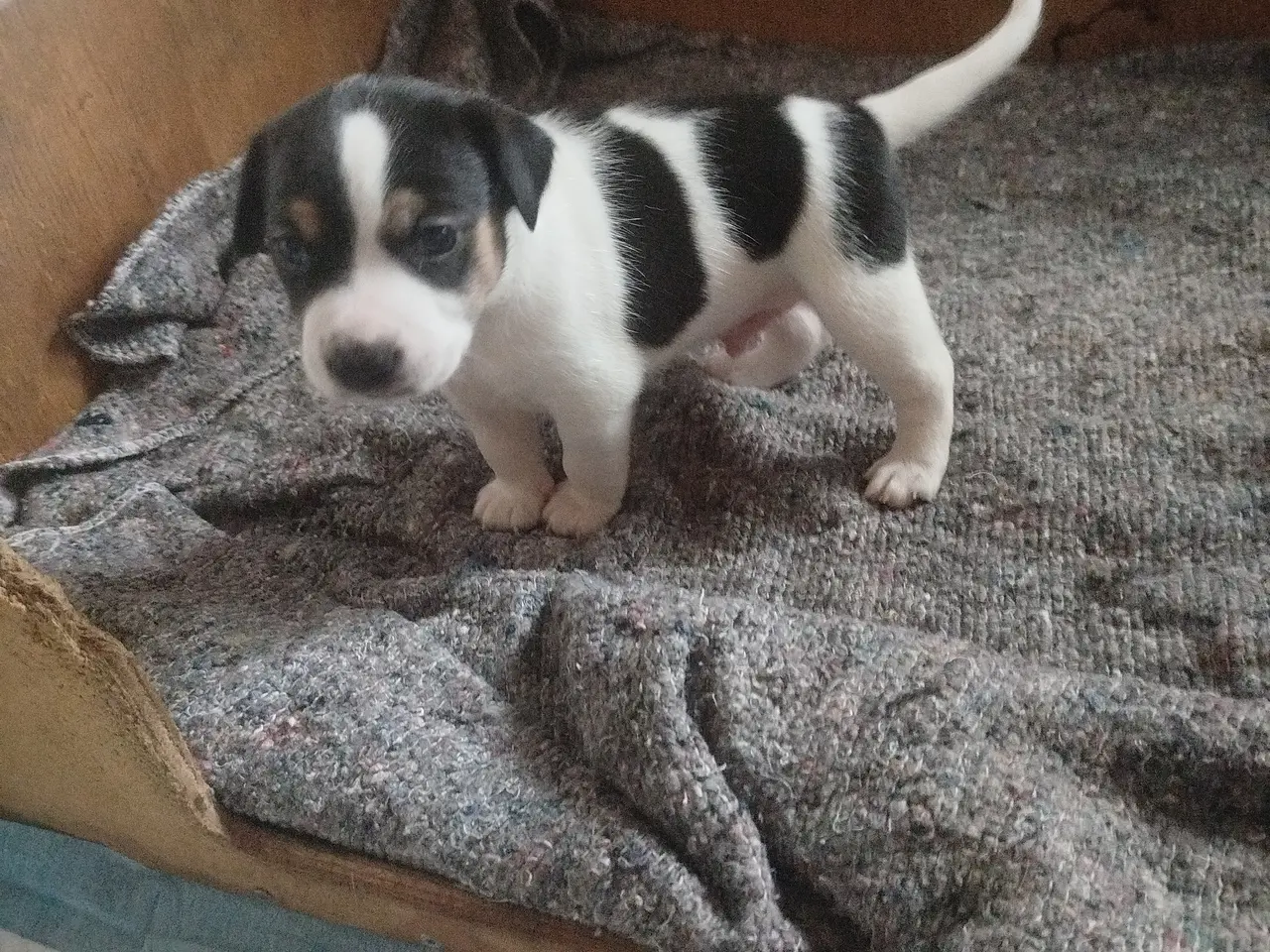 Billede 3 - Ðansk svensk gårdhunde hvalpe