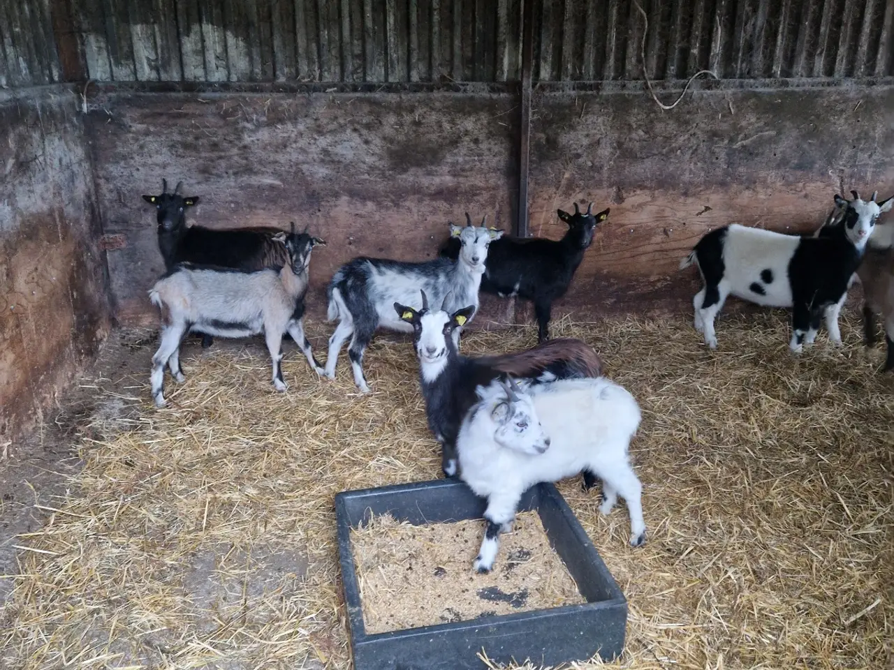 Billede 1 - Landrace geder