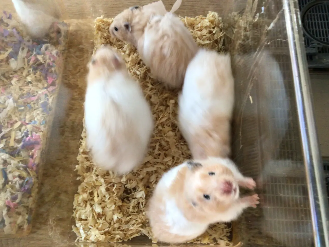 Billede 1 - Guldhamsterunger