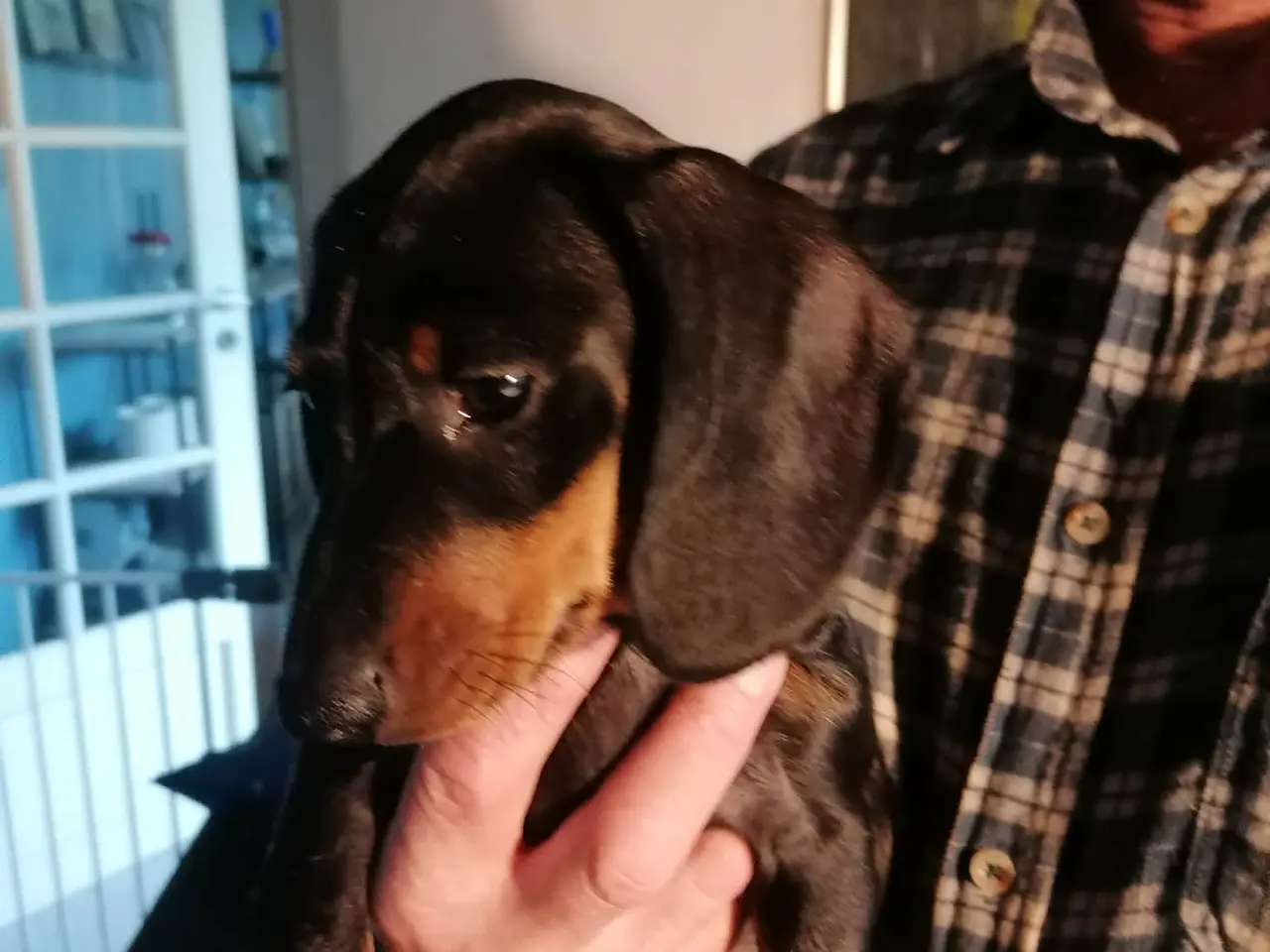 Billede 5 - Hundehvalp til salg. Det er en tæve. 
