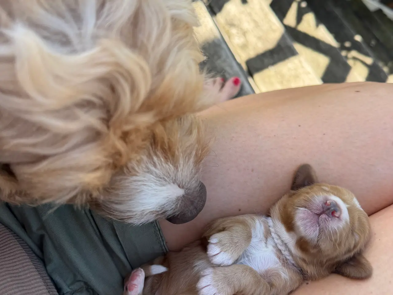 Billede 1 - Cockapoo hvalpe salgsklar 15 august