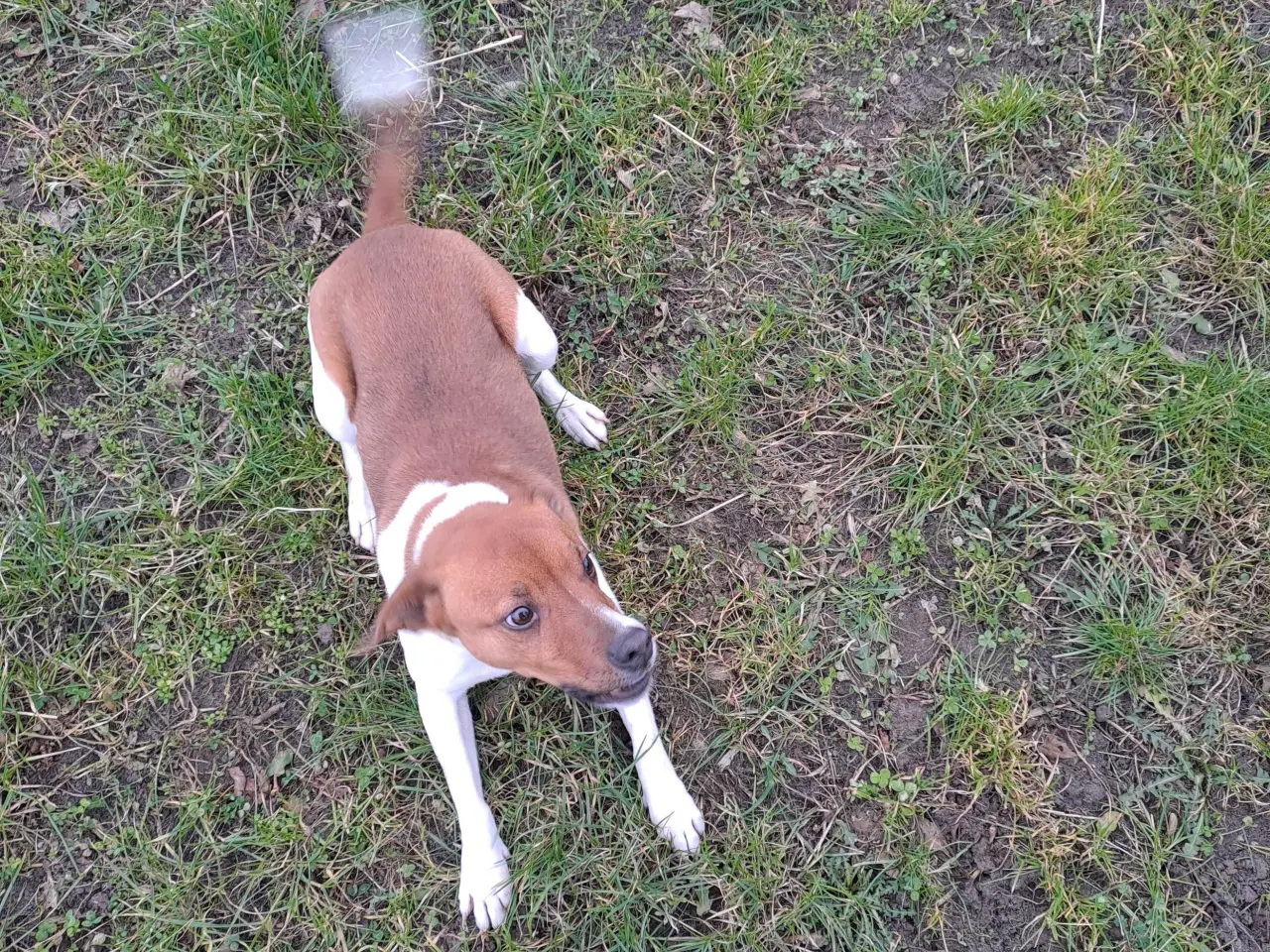 Billede 4 - Dansk svensk gårdhund til avl
