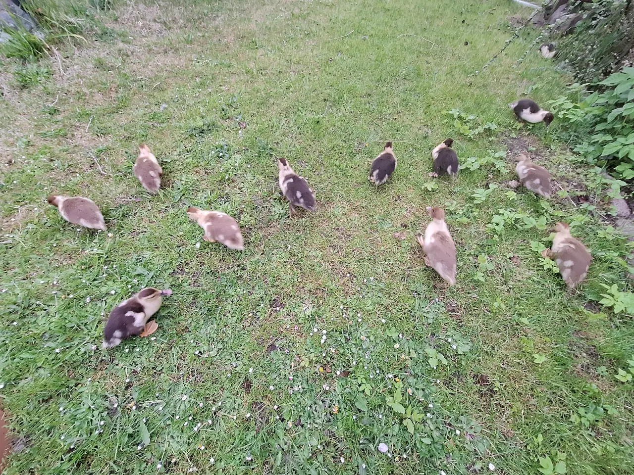 Billede 1 - 12 moskusælliger varmefri