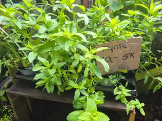 Mynte