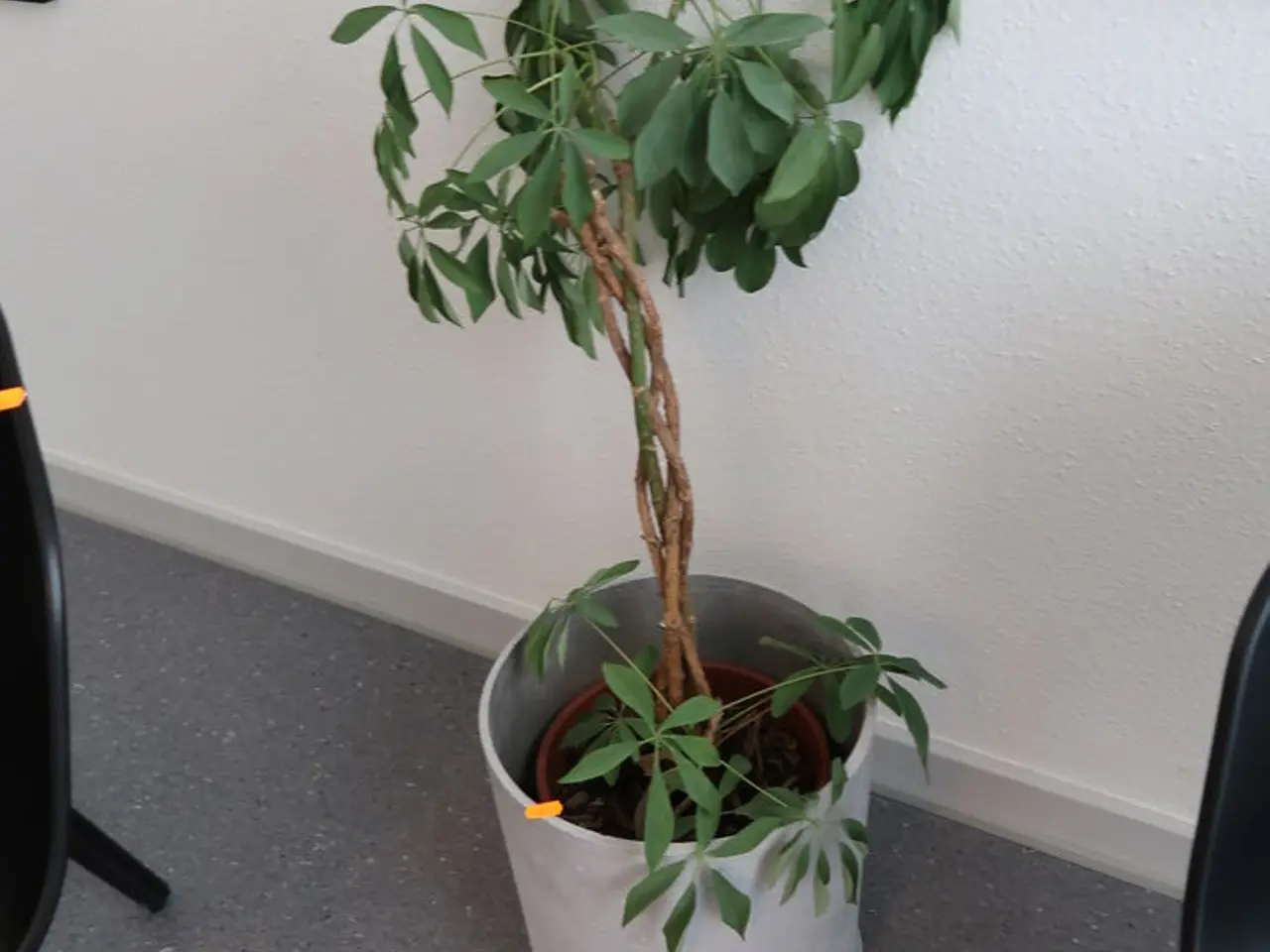 Billede 1 - Plante I krukke