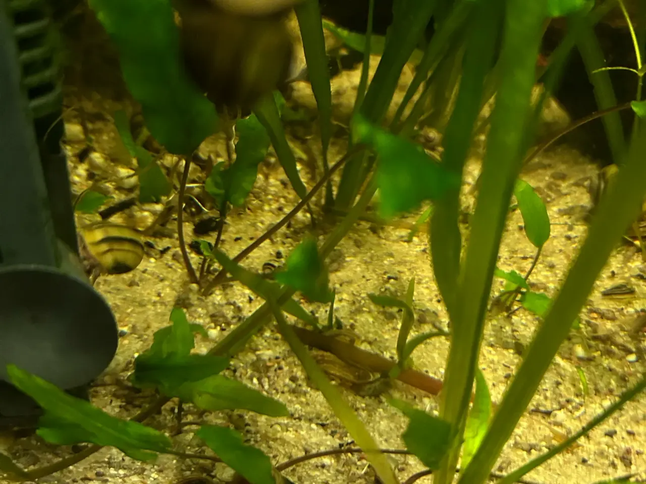 Billede 8 - 🐌 Spixi snegle sælges – Voksne & unger | Viby j
