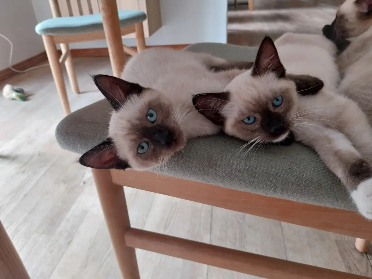 Billede 1 - Smukke Ragdoll lignende killinger