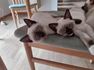 Smukke Ragdoll lignende killinger