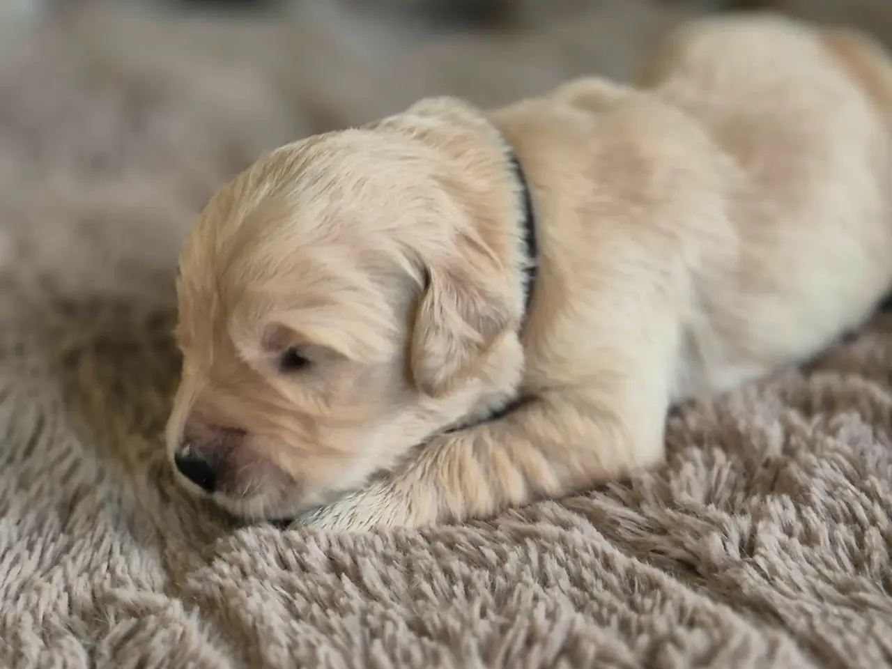 Billede 6 - 10 skønne Golden Retriever-hvalpe søger deres komm