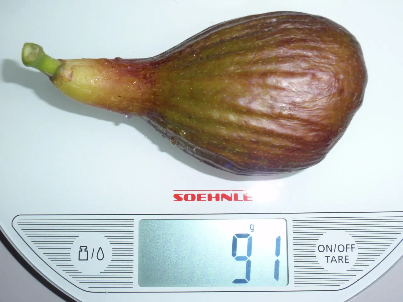 Billede 3 - Figenplante.