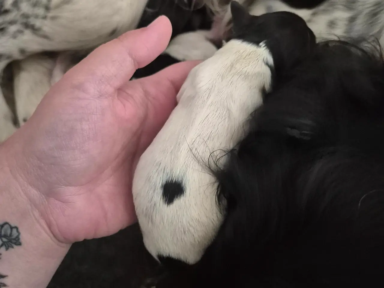 Billede 14 - FT. Engelsk springer spaniel Hvalpe sælges