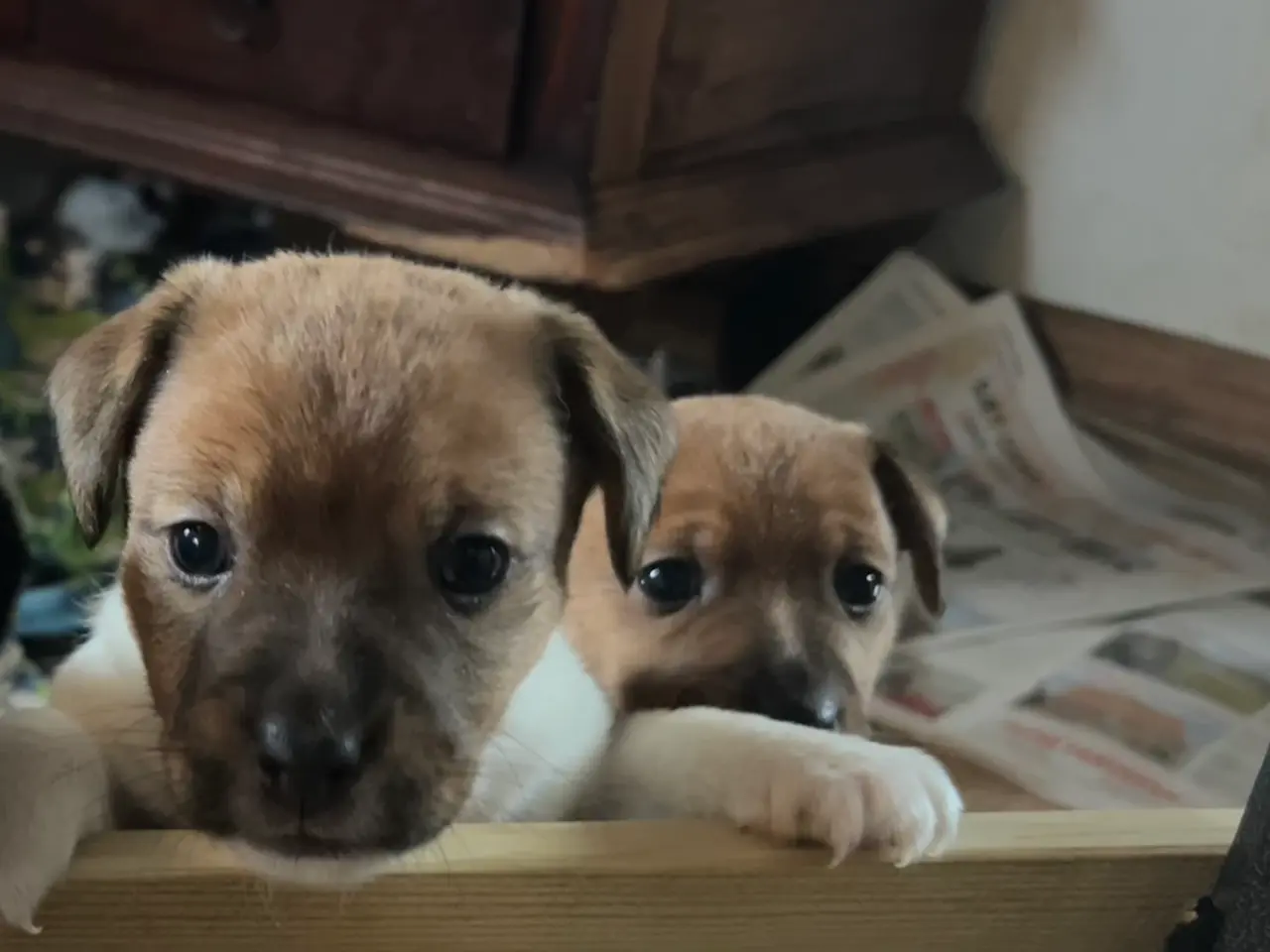 Billede 6 - Elmer, Jack Russel, 4½ uge gammel, født 25.9