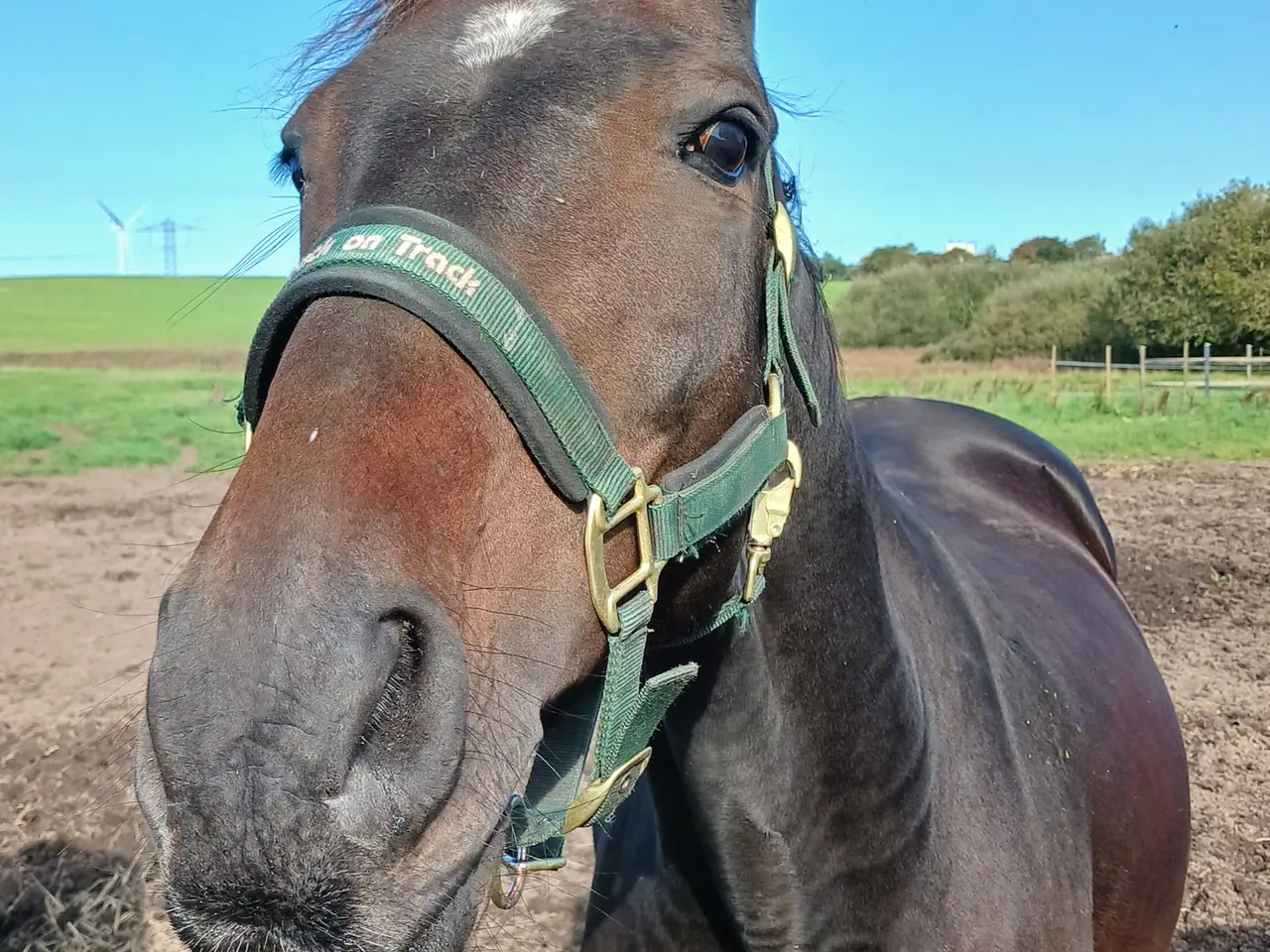 Billede 1 - Hoppe drægtig med pinto hingst