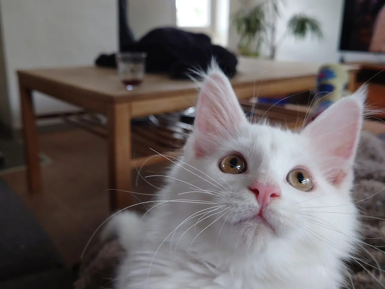 Billede 11 - Smukke Maine coon far med tavle
