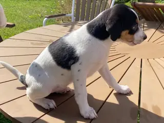 Dansk-svensk gårdhund hundehvalpe