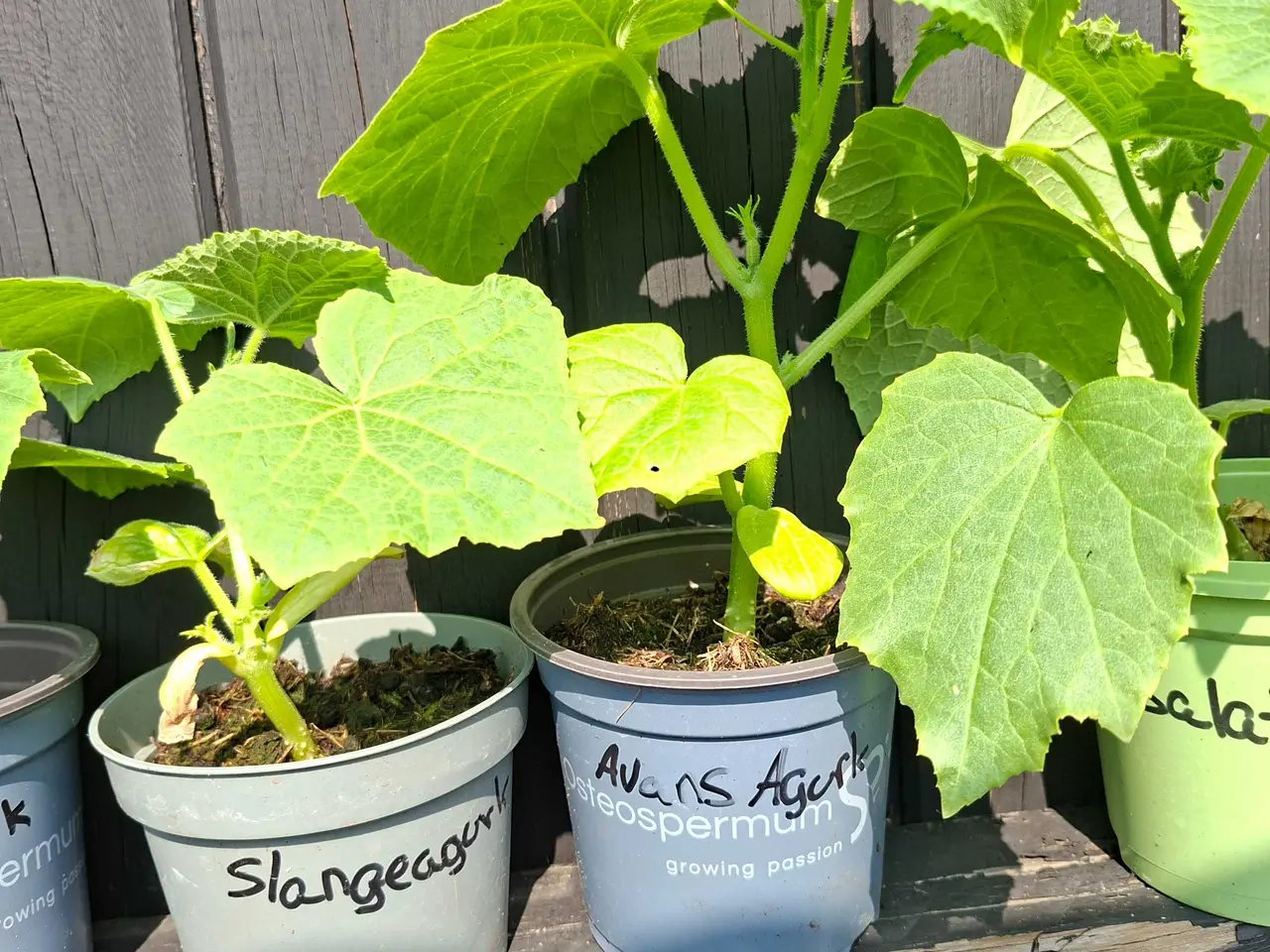 Billede 2 - Agurkplanter sælges 