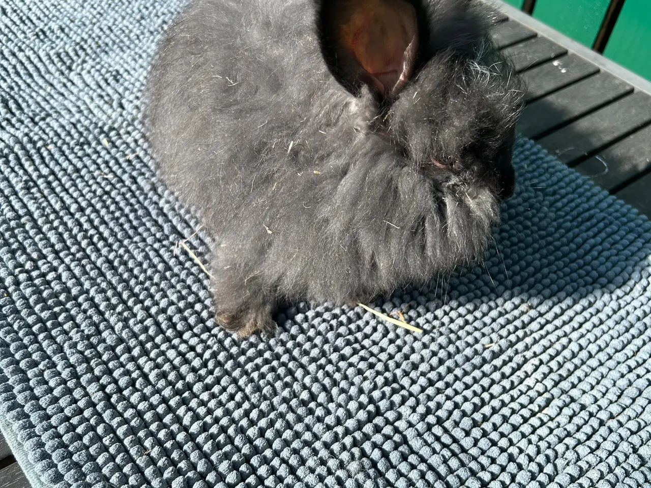Billede 11 - Angora kanin unger