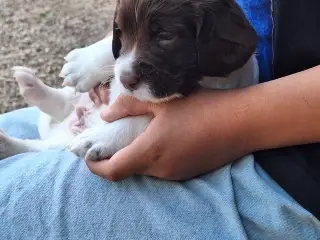 Springer Spaniel hvalpe sælges