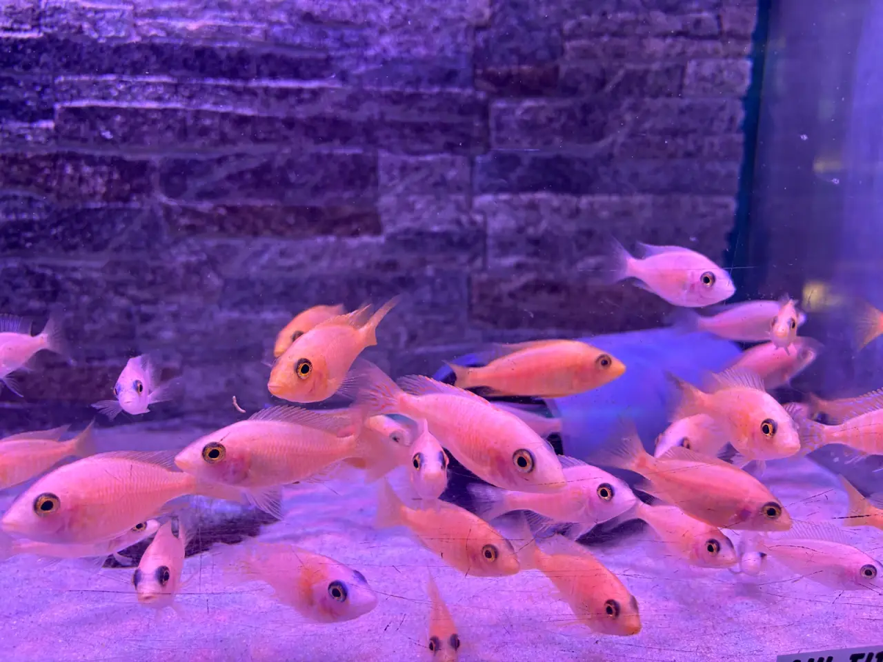 Billede 1 - Aulonocara Firefish