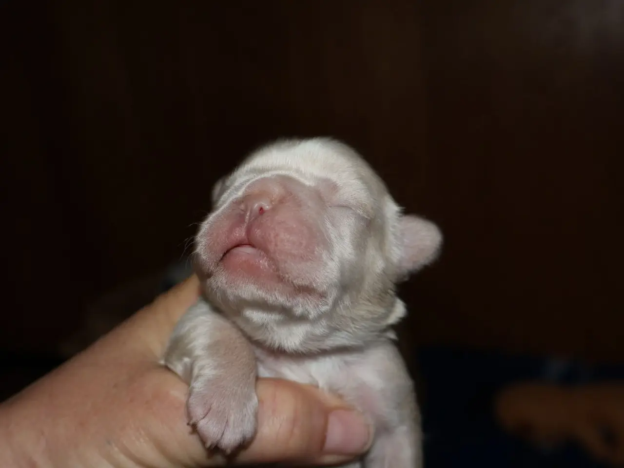 Billede 10 - Fransk bulldog