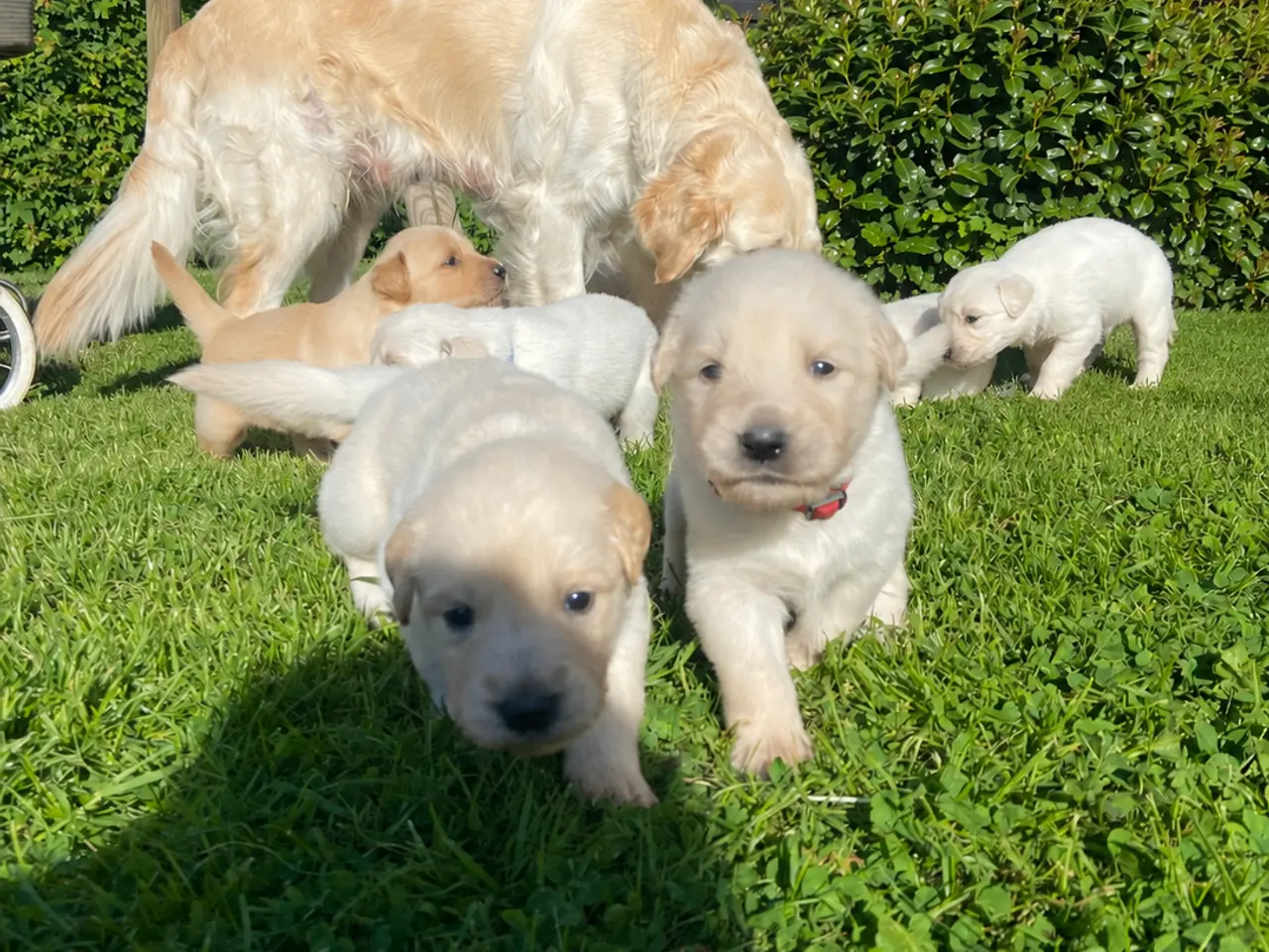 Billede 5 - Golden Retriever hvalpe 