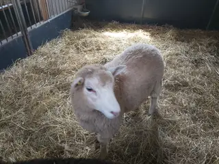 Vædder lam