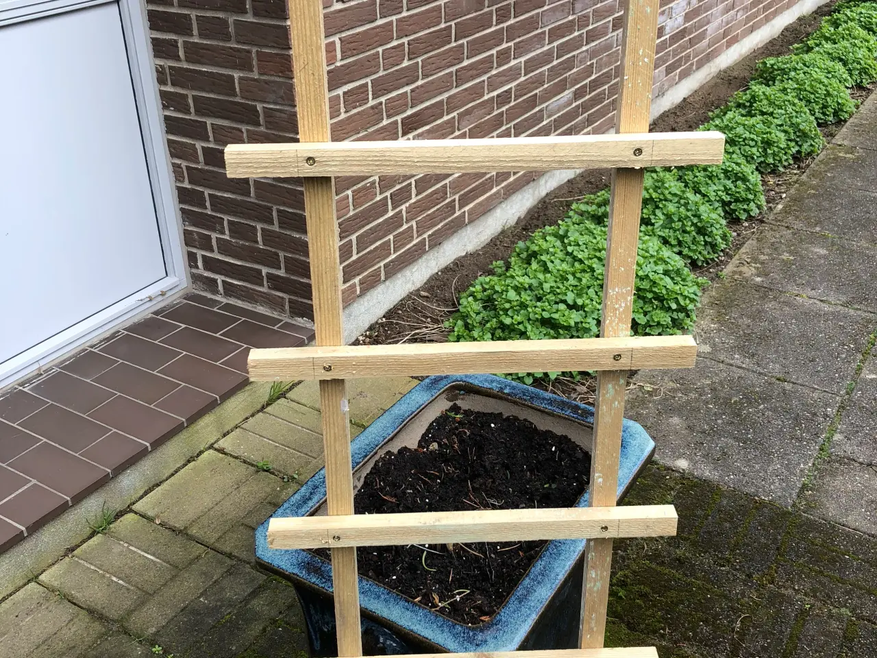 Billede 3 - Espalier