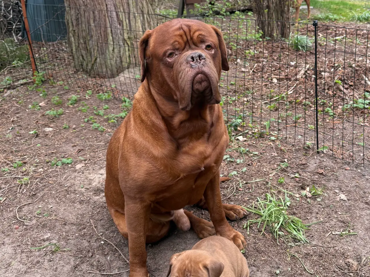 Billede 6 - Smukke fransk mastiff/Dogue de Bordeaux hvalpe 🐾
