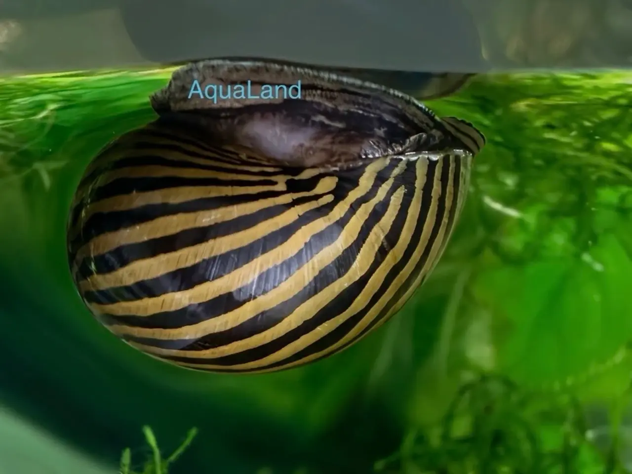 Billede 3 - Zebra Nerite - Slip af med alger 