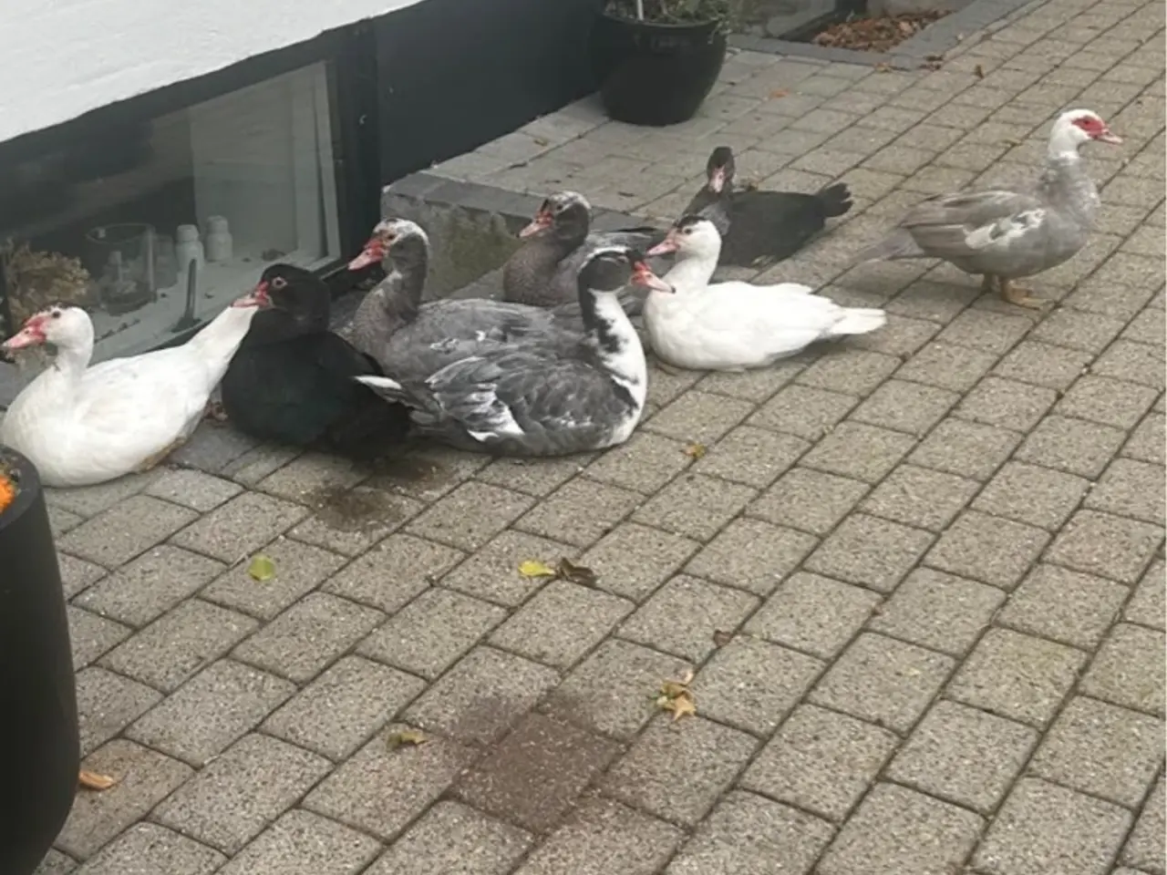 Billede 4 - Moskusænder og andrikker i alle farver