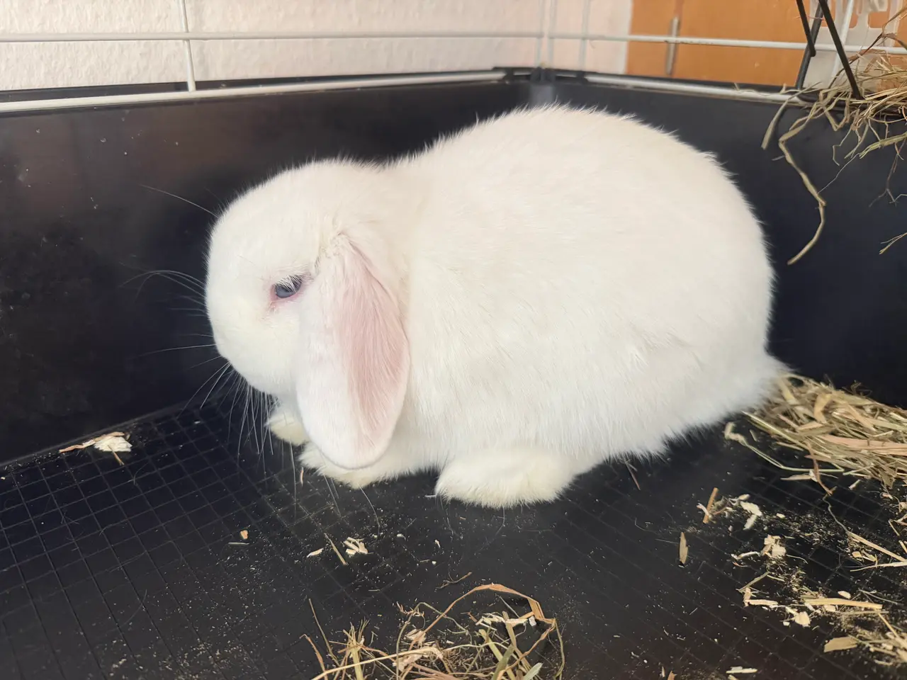Billede 2 - Mini lop kanin