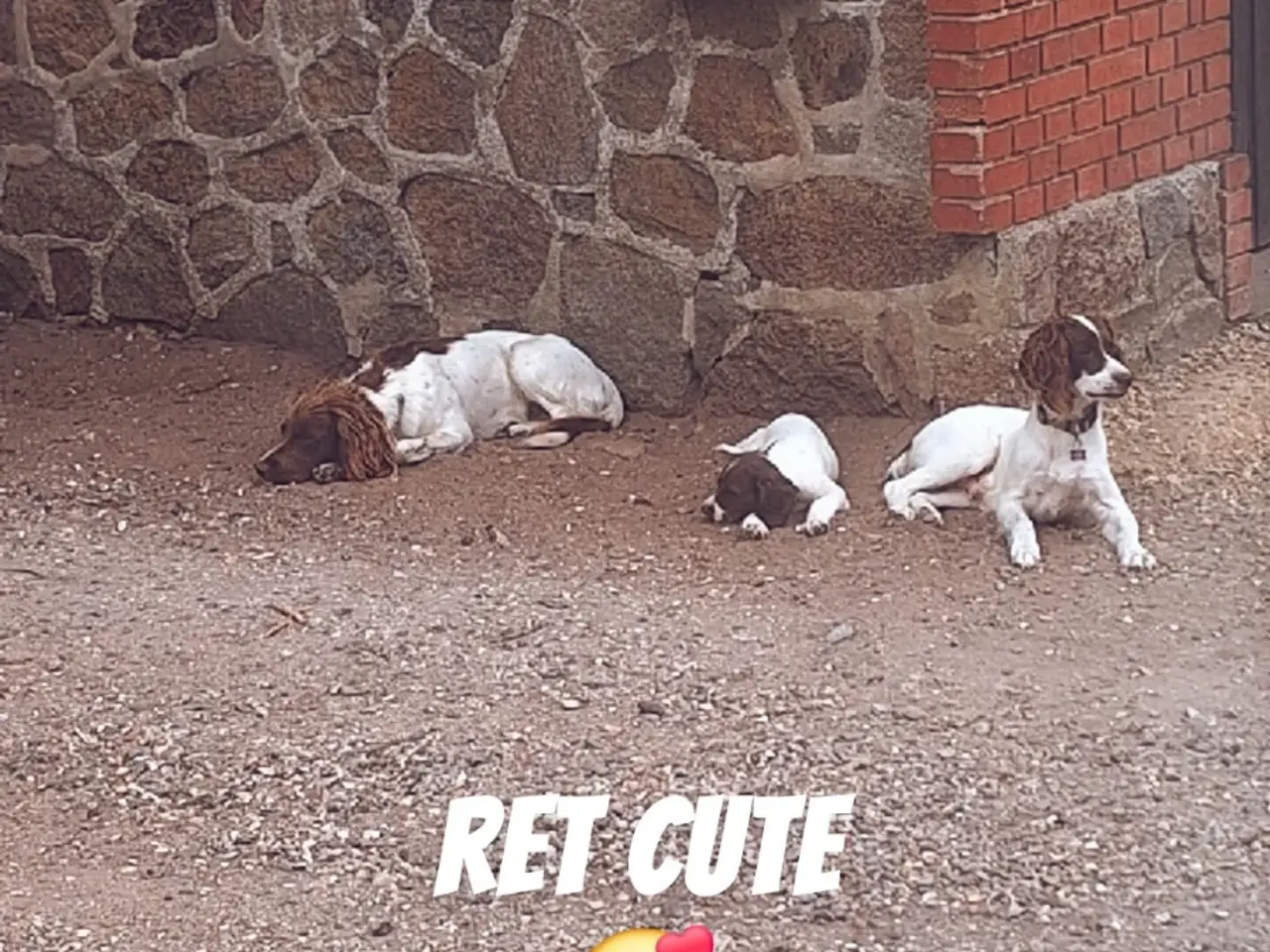 Billede 4 - Engelsk Springer Spaniel hvalpe sælges
