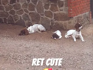 Engelsk Springer Spaniel hvalpe sælges - 4