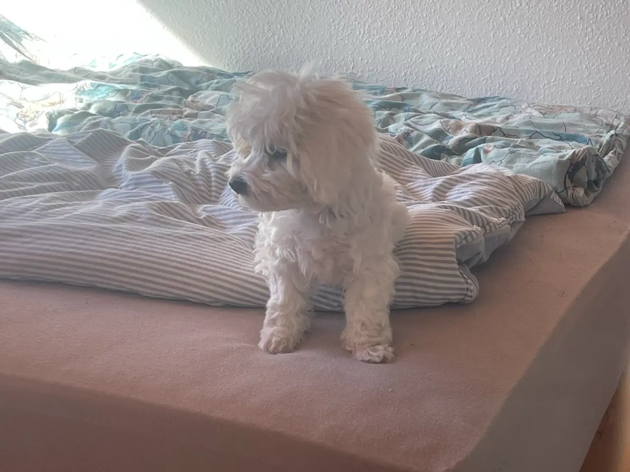 Billede 5 - Coton de tulear/ havaneser blanding